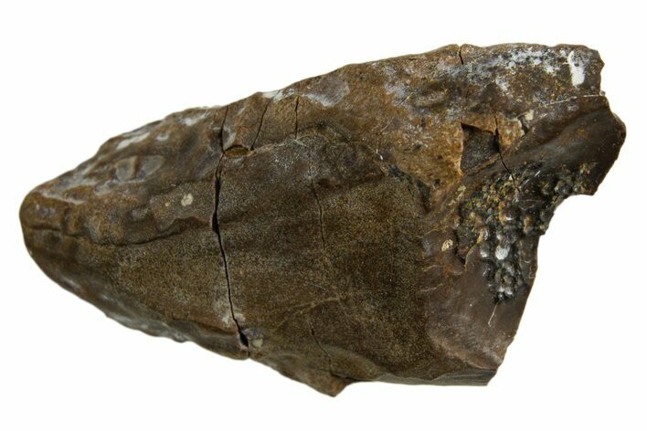 Fossil Dinosaur (Triceratops) Shed Tooth - Montana #332608